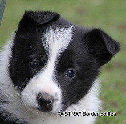 Black and white Female, medium coated, border collie puppy